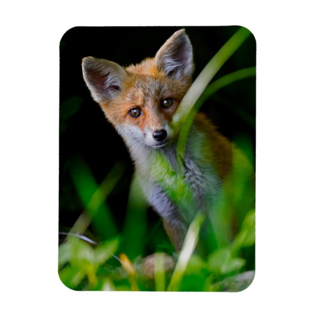 Cutest Baby djur | Baby Red Fox Magnet (Vertikal)