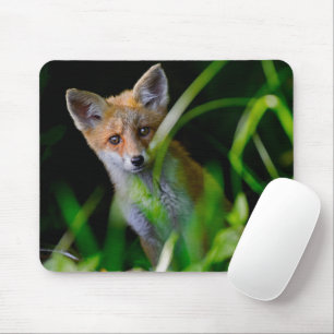 Cutest Baby djur Baby Red Fox Musmatta