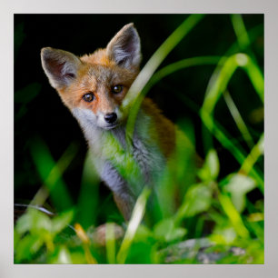 Cutest Baby djur Baby Red Fox Poster