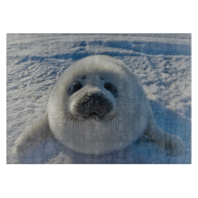 Cutest Baby djur | Baby Seal (Framsidan)