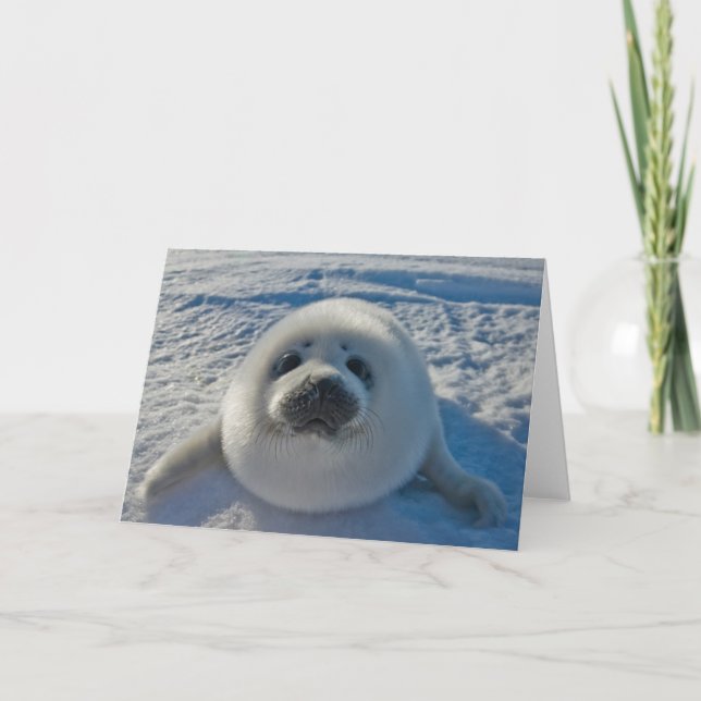 Cutest Baby djur | Baby Seal Kort (Framsida)
