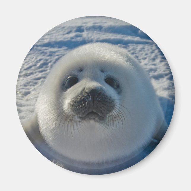 Cutest Baby djur | Baby Seal Magnet (Framsidan)