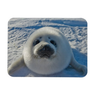 Cutest Baby djur Baby Seal Magnet
