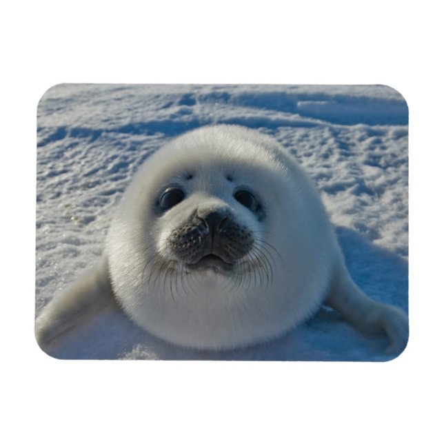 Cutest Baby djur | Baby Seal Magnet (Horisontell)