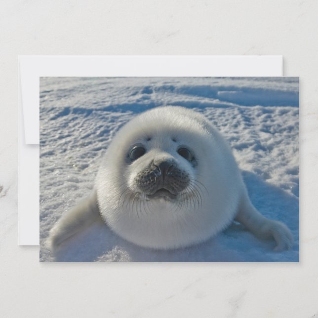 Cutest Baby djur | Baby Seal Tack Kort (Framsida)
