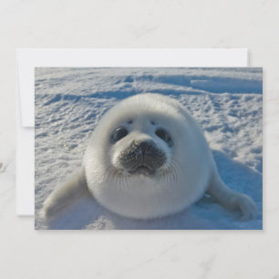 Cutest Baby djur Baby Seal Tack Kort
