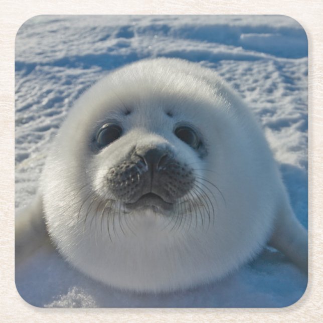 Cutest Baby djur | Baby Seal Underlägg Papper Kvadrat (Framsidan)