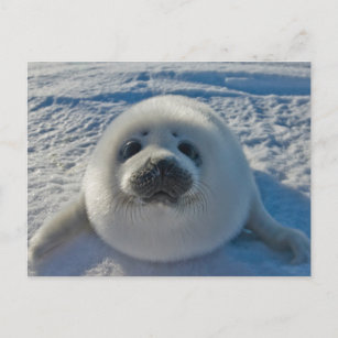 Cutest Baby djur   Baby Seal Vykort