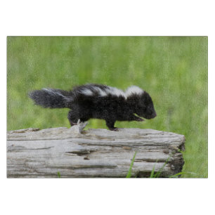 Cutest Baby djur Baby Skunk