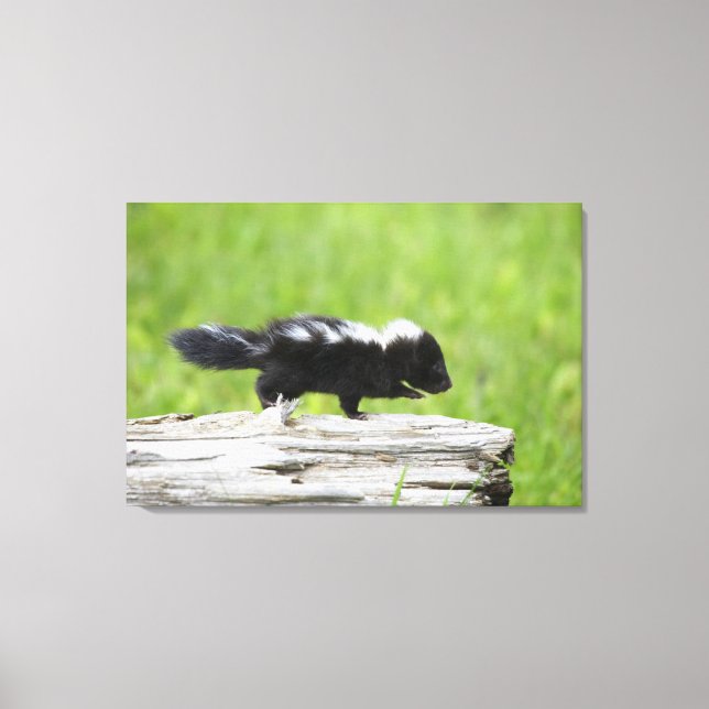 Cutest Baby djur | Baby Skunk Canvastryck (Framsida)