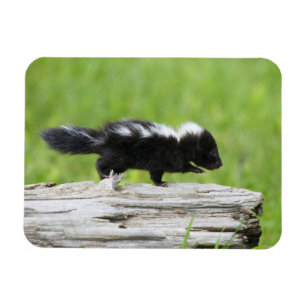 Cutest Baby djur Baby Skunk Magnet