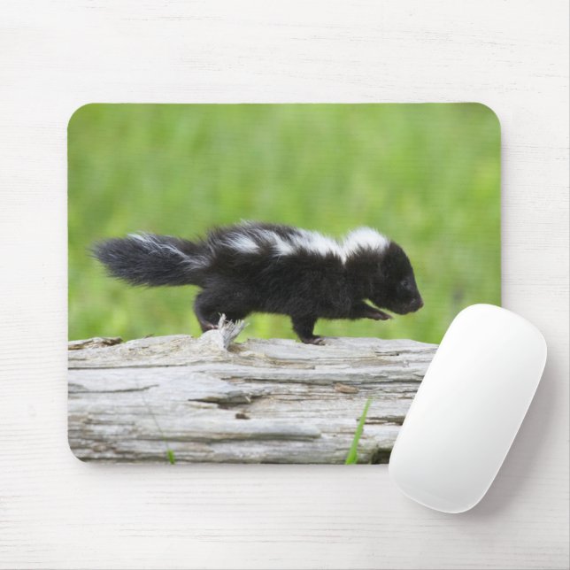 Cutest Baby djur | Baby Skunk Musmatta (Med mus)