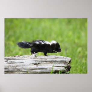 Cutest Baby djur Baby Skunk Poster