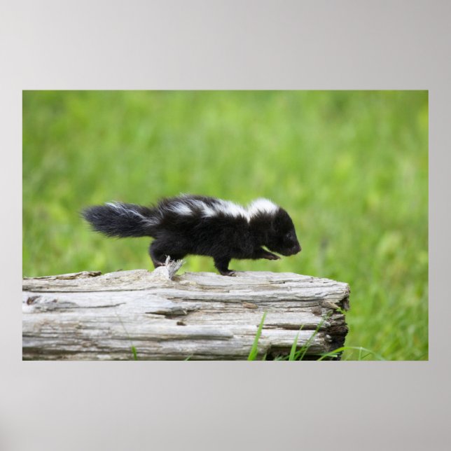 Cutest Baby djur | Baby Skunk Poster (Framsidan)