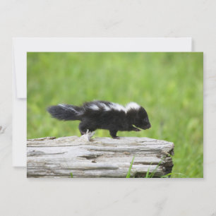Cutest Baby djur Baby Skunk Tack Kort