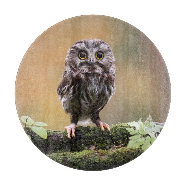 Cutest Baby djur | BABY UGGLA (Framsidan)