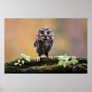 Cutest Baby djur BABY UGGLA Poster