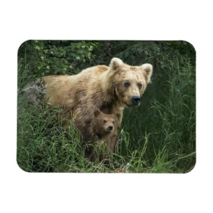 Cutest Baby djur Bär Mamma och hennes Unge Magnet