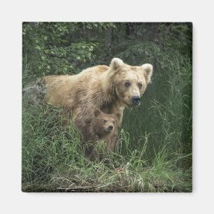Cutest Baby djur Bär Mamma och hennes Unge Magnet