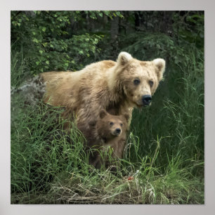 Cutest Baby djur Bär Mamma och hennes Unge Poster
