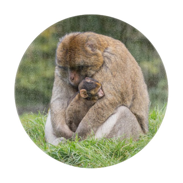 Cutest Baby djur | Barbary Macaque-familjen (Framsidan)