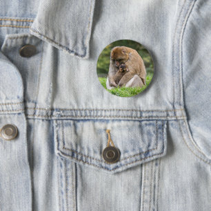 Cutest Baby djur   Barbary Macaque-familjen Knapp