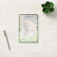 Cutest Baby djur | Barbary Macaque-familjen