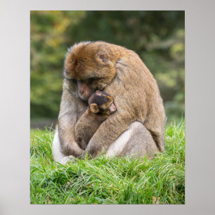 Cutest Baby djur Barbary Macaque-familjen Poster