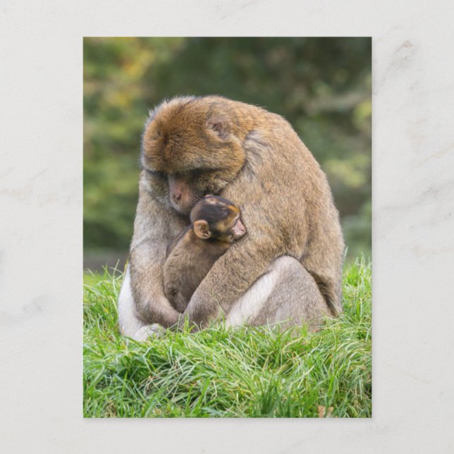 Cutest Baby djur | Barbary Macaque-familjen Vykort (Framsida)