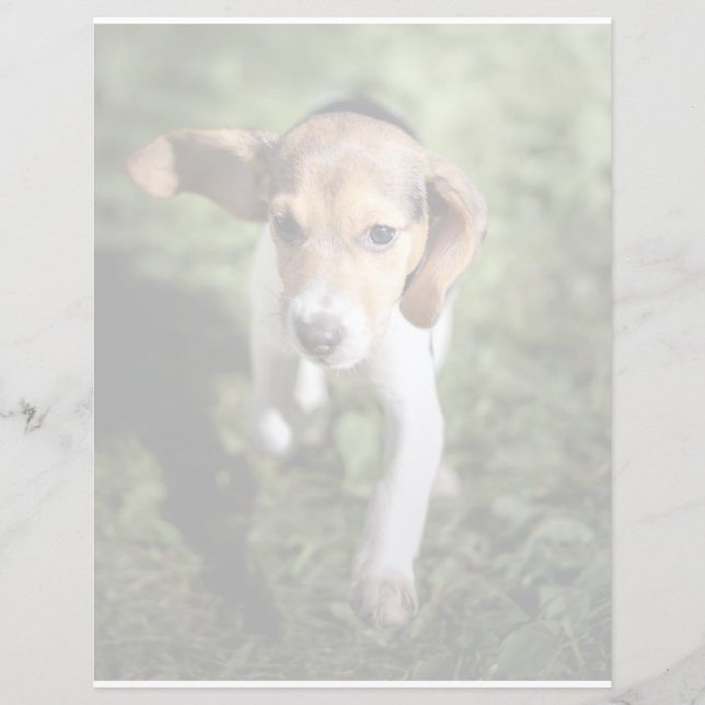Cutest Baby djur | Beagle Puppy (Framsida)