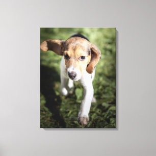 Cutest Baby djur   Beagle Puppy Canvastryck