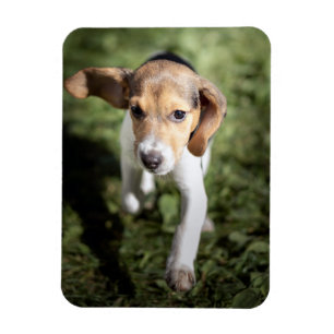 Cutest Baby djur Beagle Puppy Magnet