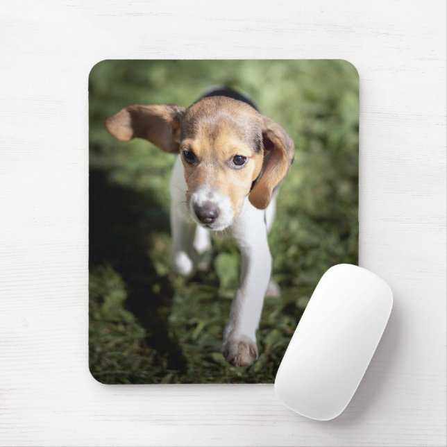 Cutest Baby djur | Beagle Puppy Musmatta (Med mus)