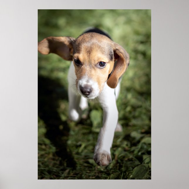 Cutest Baby djur | Beagle Puppy Poster (Framsidan)