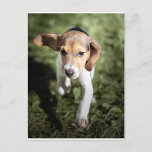 Cutest Baby djur Beagle Puppy Vykort