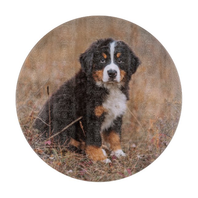 Cutest Baby djur | Bernese Mountain Hund (Framsidan)