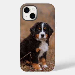 Cutest Baby djur Bernese Mountain Hund
