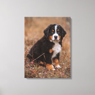 Cutest Baby djur   Bernese Mountain Hund Canvastryck