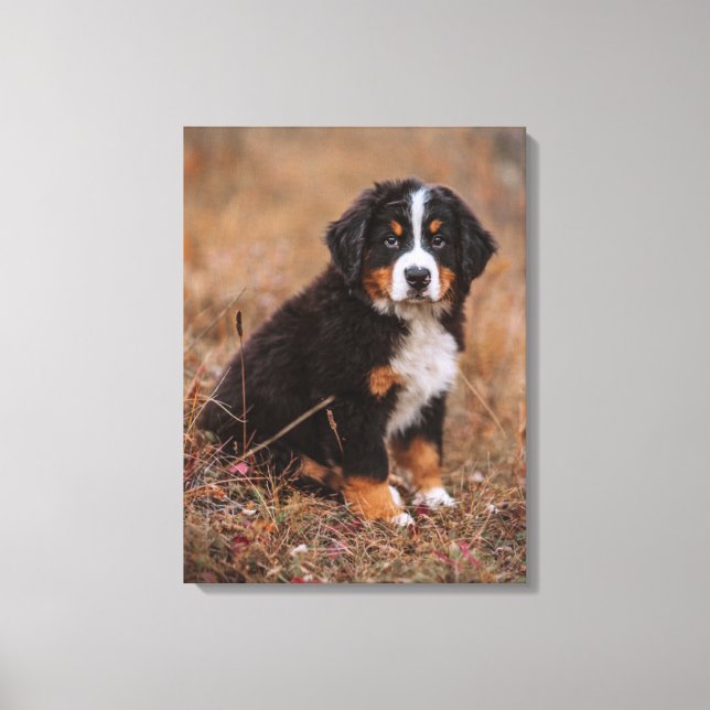 Cutest Baby djur | Bernese Mountain Hund Canvastryck (Framsida)