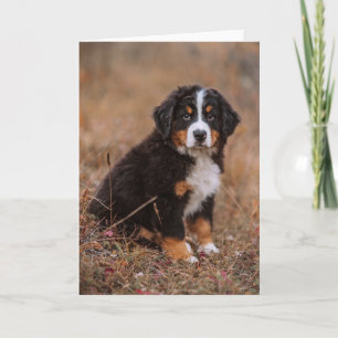 Cutest Baby djur Bernese Mountain Hund Kort