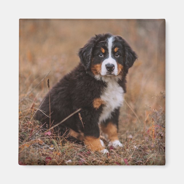 Cutest Baby djur | Bernese Mountain Hund Magnet (Framsidan)