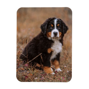 Cutest Baby djur Bernese Mountain Hund Magnet