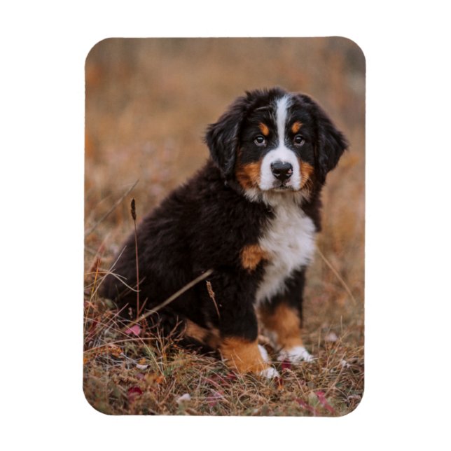 Cutest Baby djur | Bernese Mountain Hund Magnet (Vertikal)