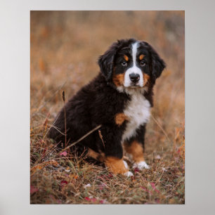 Cutest Baby djur Bernese Mountain Hund Poster