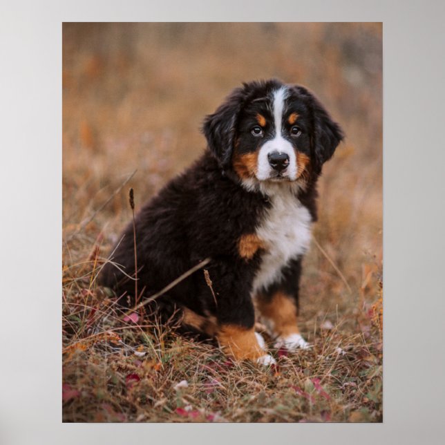 Cutest Baby djur | Bernese Mountain Hund Poster (Framsidan)