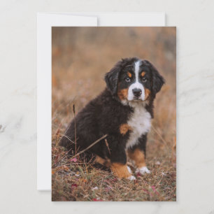 Cutest Baby djur Bernese Mountain Hund Tack Kort