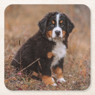Cutest Baby djur Bernese Mountain Hund Underlägg Papper Kvadrat