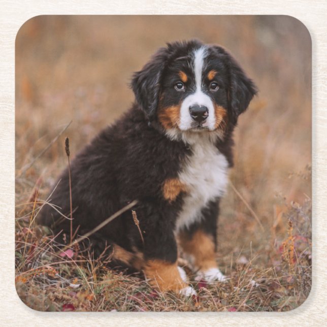 Cutest Baby djur | Bernese Mountain Hund Underlägg Papper Kvadrat (Framsidan)
