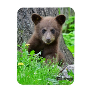 Cutest Baby djur Björn Unge Magnet