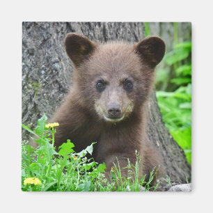 Cutest Baby djur Björn Unge Magnet